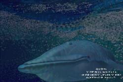 blue_whale_2s