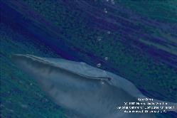 blue_whale_4s