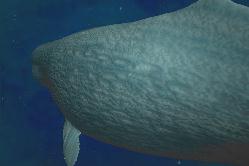 sperm_whale_2s