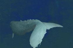 sperm_whale_3s