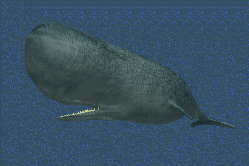 sperm_whale_7s