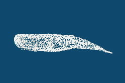 sperm_whale_8s