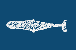 sperm_whale_9s